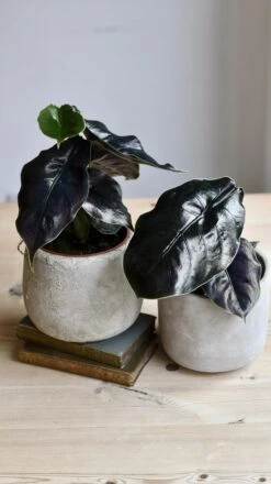 Alocasia Azlanii (Jewel Alocasia 'Red Mambo') -Verdant Haven Sales Store 98bb8d d61116be5d22426ba855200bf9b1d6c1 mv2