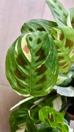 Maranta Leuconeura Kerchoveana | Maranta Fiesta | Prayer Plant -Verdant Haven Sales Store 98bb8d d6c7525812244168bbdb7726b1090c80 mv2