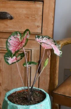 Caladium 13cm Pot -Verdant Haven Sales Store 98bb8d d74d9bf32fa74ede8a11bf1b01ab609b mv2