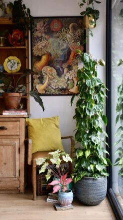 XL Philodendron Scandens Brasil