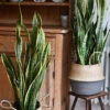 Sansevieria Laurentii | Snake Plant | Mother In Laws Tongue