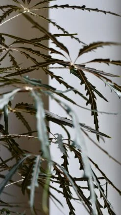 Plerandra Elegantissima In Tembesi Pot -Verdant Haven Sales Store 98bb8d d90392e2ef6b48bfaafe46cbb52644f8 mv2