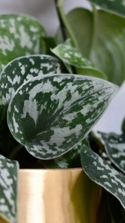 Scindapsus Pictus Argyraeus - Satin Pothos -Verdant Haven Sales Store 98bb8d d9469c32bc1746148e4738e92359b6c1 mv2 c62cc1dc a2c0 4779 98f5 c8961b417a1c