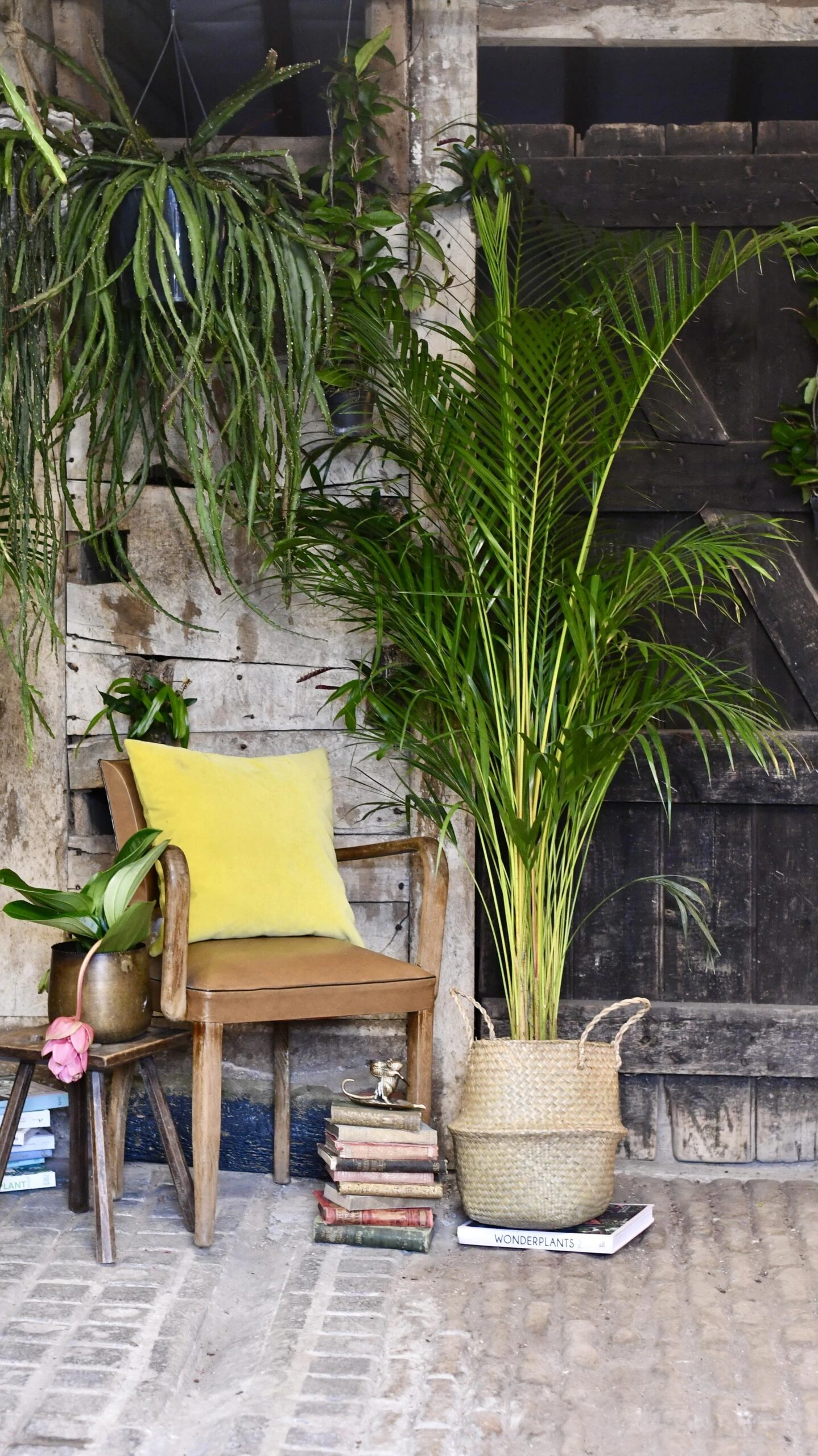 Dypsis Lutescens (Areca Palm, Butterfly Palm) 2 Dypsis Lutescens (Areca Palm, Butterfly Palm) - Image 2