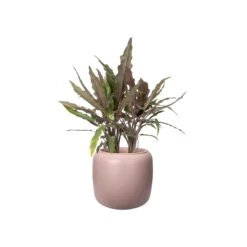 PURE BEADS POT 27cm -Verdant Haven Sales Store 98bb8d d9dac0204d83466490cab3471c278a97 mv2