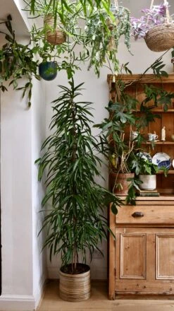 Tall Ficus Maclellandii Alii Or Large Amstel King -Verdant Haven Sales Store 98bb8d db5040bd22e5468db85daff396b14f39 mv2