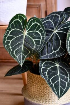 Large Anthurium Clarinervium 7 Large Anthurium Clarinervium -Verdant Haven Sales Store 98bb8d db759cf0080648c9a9a4a239d966e6ad mv2 d 3082 4624 s 4 2
