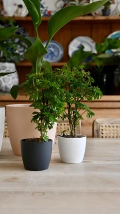 Baby Polyscias Ming Or Aralia Ming -Verdant Haven Sales Store 98bb8d dba543952e2c449c92e517086f4262b3 mv2