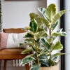 Ficus Tineke, Variegated Rubber Plant,