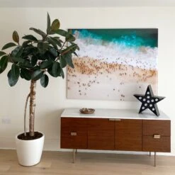 Ficus Burgundy Tree - Rubber Fig 7 Ficus Burgundy Tree - Rubber Fig -Verdant Haven Sales Store 98bb8d dcf4f54810884b8da6f8c735a308d958 mv2