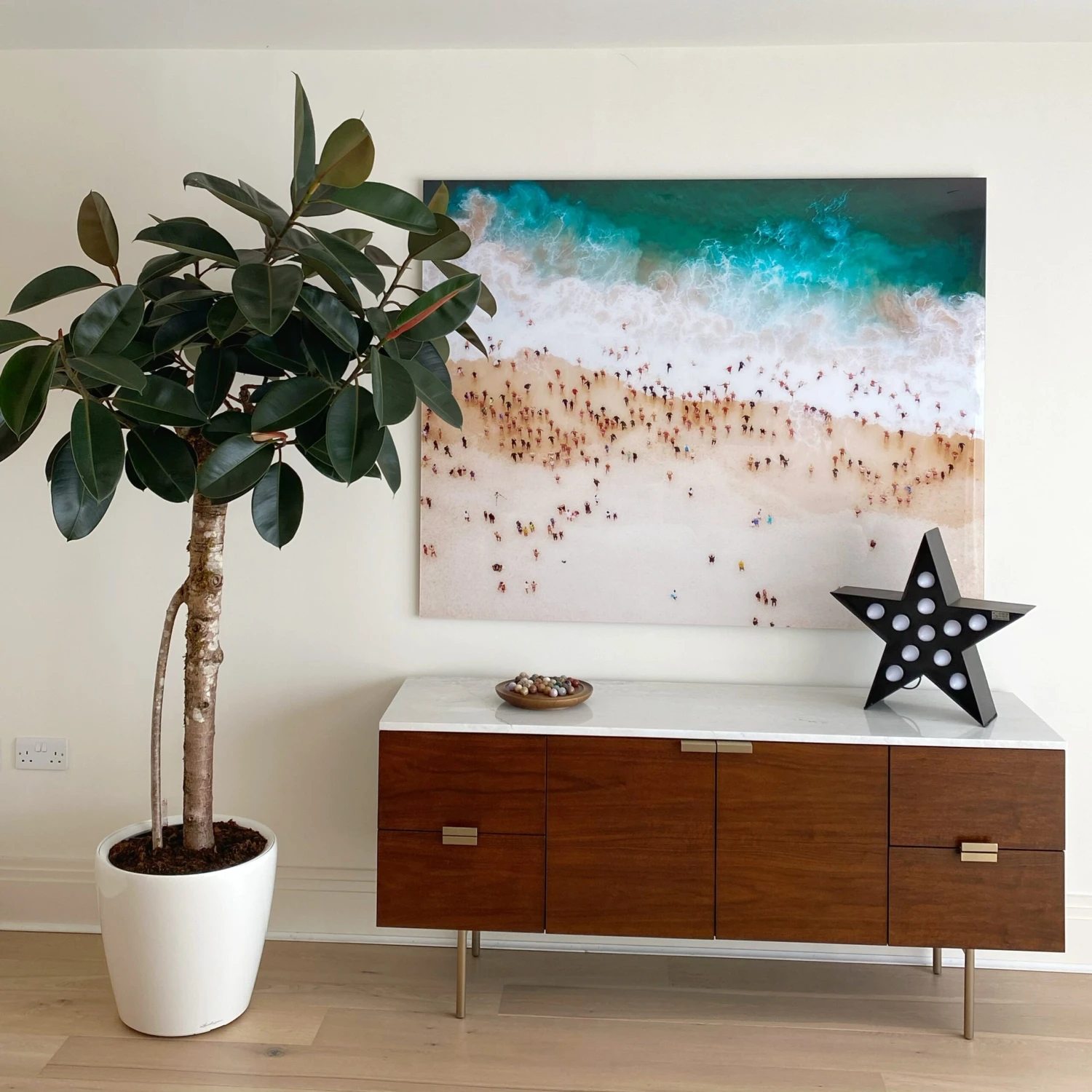 Ficus Burgundy Tree - Rubber Fig 3 Ficus Burgundy Tree - Rubber Fig - Image 3