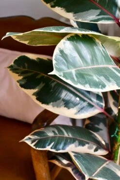 Ficus Elastica Belize - Variegated Rubber Tree -Verdant Haven Sales Store 98bb8d dd58a0635532487e9e375dd7ce6ff226 mv2 d 2848 4272 s 4 2