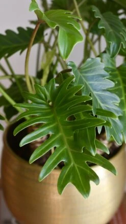 Philodendron Xanadu 'Bonsai' -Verdant Haven Sales Store 98bb8d dd71411d43ab43fe9846f641feaac9c7 mv2