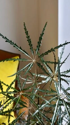 Plerandra Elegantissima In Tembesi Pot -Verdant Haven Sales Store 98bb8d dde637af38e74c1ea2ac195cd8d8abe1 mv2 e57caee6 a2f1 4194 a51b 67f77c2ef7e4