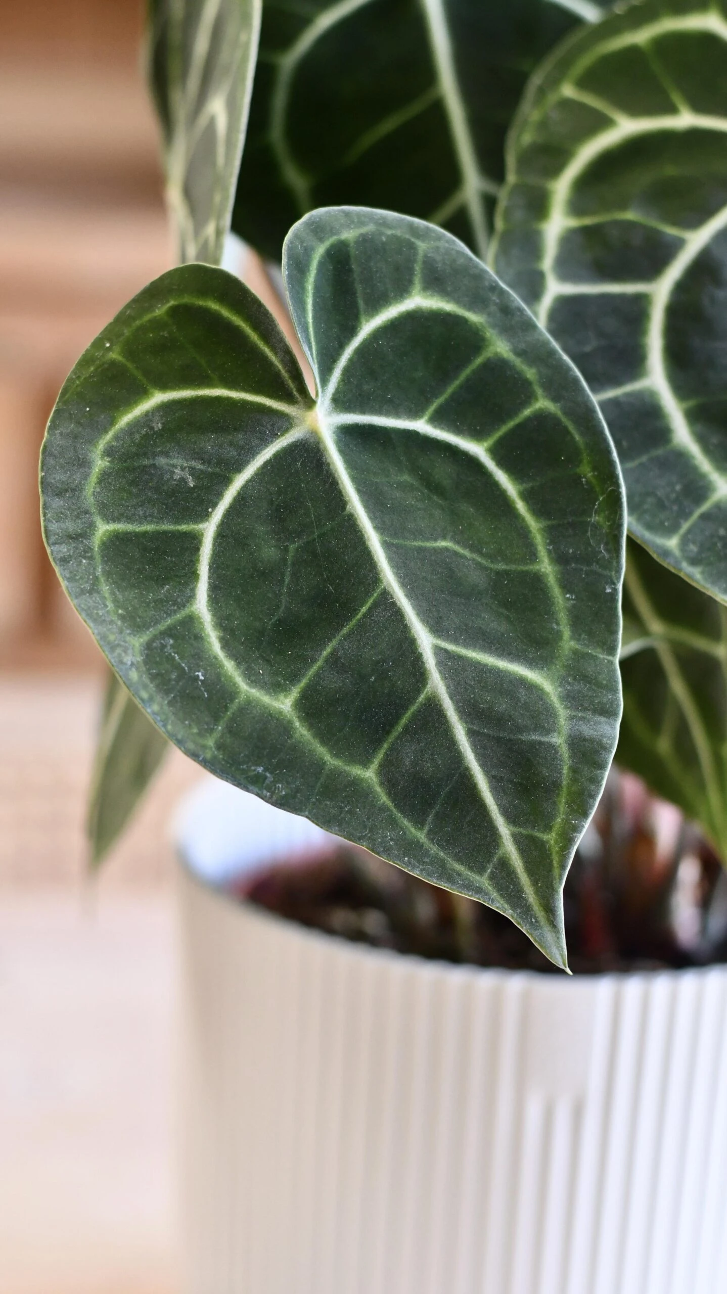 Large Anthurium Clarinervium 2 Large Anthurium Clarinervium - Image 2