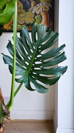 XXL Monstera Deliciosa - Elegant Stem Form -Verdant Haven Sales Store 98bb8d e29eeacf8409493bbd9238dbad9e4e8c mv2