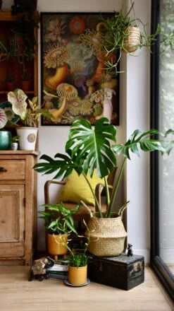 Medium Monstera Deliciosa (Elegant Stem Form) -Verdant Haven Sales Store 98bb8d e2fc0add883f4d7eb1b34c42d7632bf1 mv2