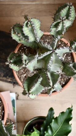 Euphorbia Cooperi -Verdant Haven Sales Store 98bb8d e3a9ded851ac437a9b45ac88d4b00b72 mv2