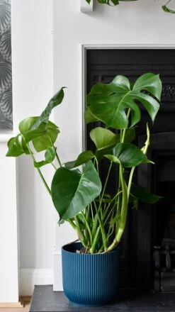 Large Monstera Deliciosa - Swiss Cheese Plant & Vibes Pot 13 Large Monstera Deliciosa - Swiss Cheese Plant & Vibes Pot -Verdant Haven Sales Store 98bb8d e4ae816677044025892c5aa55fae312a mv2