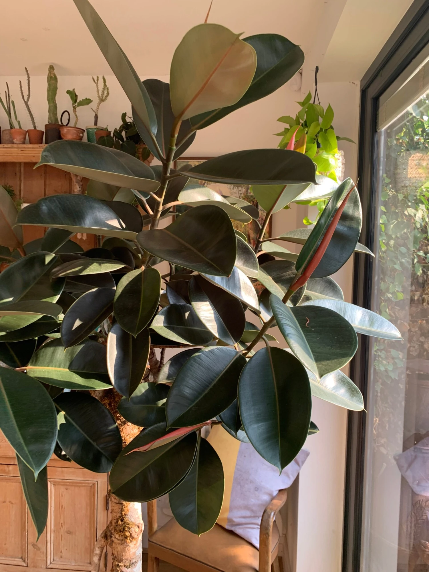 Ficus Burgundy Tree - Rubber Fig 5 Ficus Burgundy Tree - Rubber Fig - Image 5