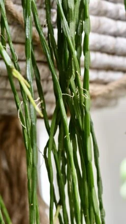 Rhipsalis Paradoxa - Chain Cactus -Verdant Haven Sales Store 98bb8d e566cb7563d3410db243cbfc9b40f43b mv2