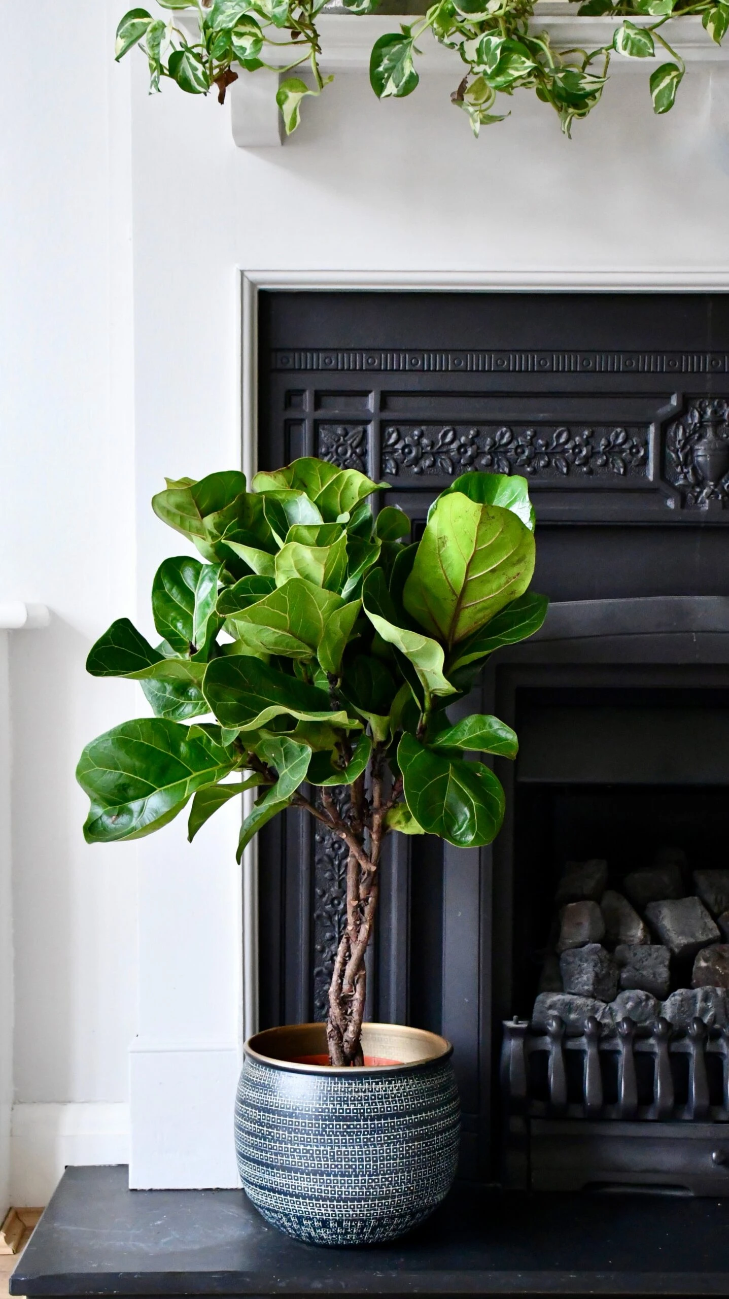 Fiddle Leaf Fig Tree (Plaited Stem & Tembesi Pot) 1 Fiddle Leaf Fig Tree (Plaited Stem & Tembesi Pot)
