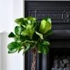 Fiddle Leaf Fig (Plaited Stem)