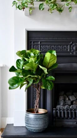 Fiddle Leaf Fig (Plaited Stem)