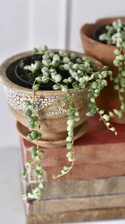 Variegated String Of Pearls -Verdant Haven Sales Store 98bb8d e7bf19b385d745648c1ed664e71a1ac0 mv2