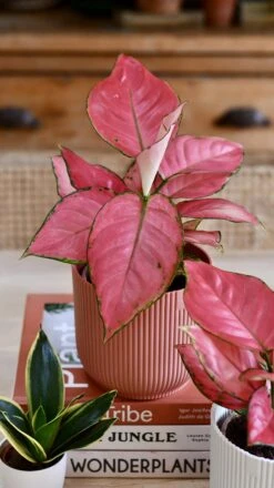 Aglaonema Pink Star And Vibes Pot -Verdant Haven Sales Store 98bb8d e802e754fa6444fb86c26c349572970d mv2