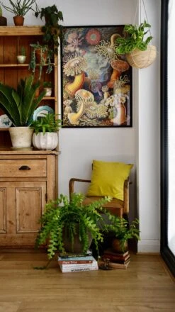 Extra Large Epiphyllum Anguliger (Fishbone Cactus, Ric Rac Cactus) -Verdant Haven Sales Store 98bb8d e8558874cf9e4f41a016290c5516e9a9 mv2