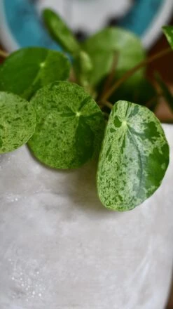 Pilea Mojito - Variegated Pilea Peperomioides *very Rare* -Verdant Haven Sales Store 98bb8d e8c83d77d9ef458281ddf6cb3f3c628e mv2