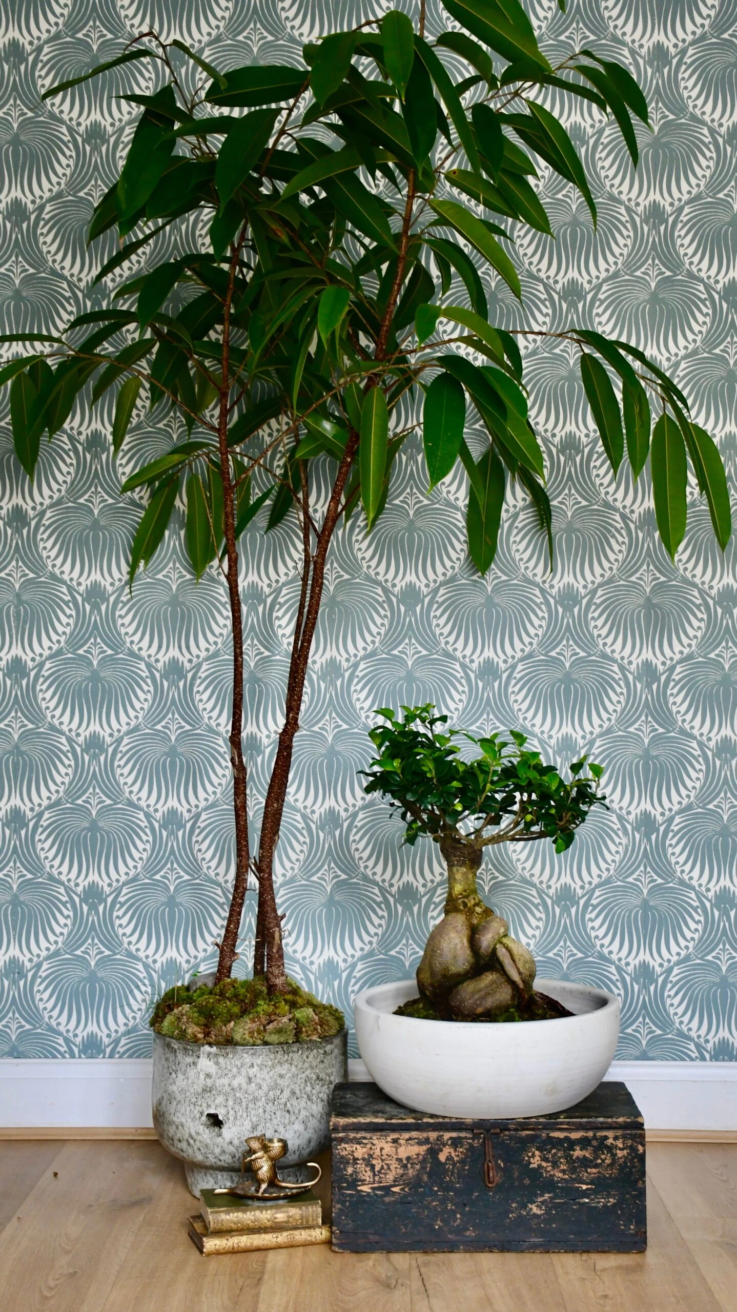 XL Ficus Retusa Or 'Ginseng'Bonsai Tree 2 XL Ficus Retusa Or 'Ginseng'Bonsai Tree - Image 2