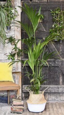 Kentia Palm (Howea Forsterian) -Verdant Haven Sales Store 98bb8d e9a6725a2d964fdba9b4ee076c987538 mv2