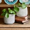 Pilea Mojito - Variegated Pilea Peperomioides *very Rare*