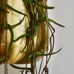 Atsu Brass Hanging Planter 10cm Wide -Verdant Haven Sales Store 98bb8d e9f56ceb19ef430783c8dc0d7e771f04 mv2 97f9cffe 4aea 4a24 b2bf e3d1090f4668