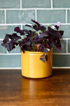 Oxalis Triangularis (Purple Shamrock, False Shamrock) -Verdant Haven Sales Store 98bb8d ea65894dde86477780e01691fec3aa54 mv2 d 2728 4092 s 4 2