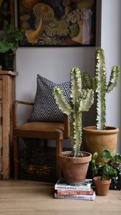 Euphorbia Erytrea Variegata -Verdant Haven Sales Store 98bb8d ea838cc0c507497784ea03953e2a2df7 mv2