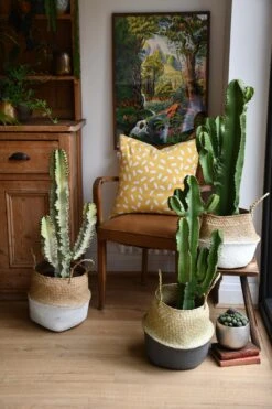 Euphorbia Ingens (Cowboy Cactus) -Verdant Haven Sales Store 98bb8d ead811303f5a48498a3c24268e644475 mv2 d 3712 5568 s 4 2