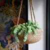 Hanging Sedum Burrito Burro's Tail (Sedum Morganianum)