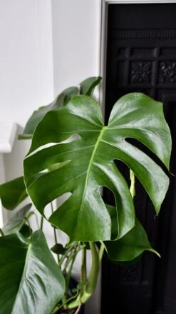 Large Monstera Deliciosa - Swiss Cheese Plant & Vibes Pot 14 Large Monstera Deliciosa - Swiss Cheese Plant & Vibes Pot -Verdant Haven Sales Store 98bb8d ec6047f651be4b2ea63ca7215497ff38 mv2