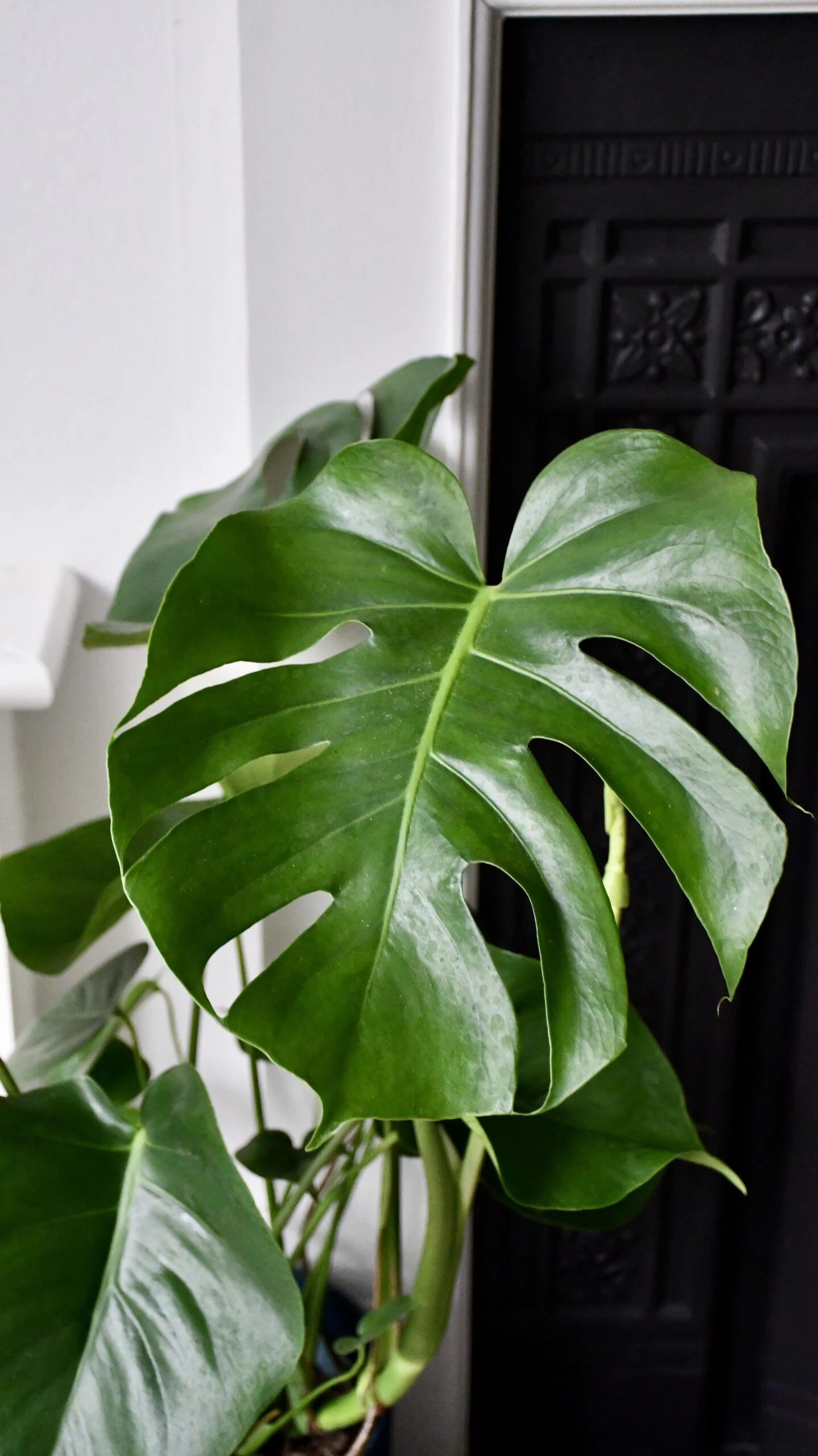 Large Monstera Deliciosa - Swiss Cheese Plant & Vibes Pot 5 Large Monstera Deliciosa - Swiss Cheese Plant & Vibes Pot - Image 5