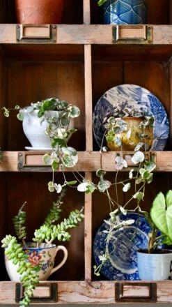 Variegated String Of Hearts | Ceropegia Woodii | Ceropegia Linearis Subsp. Woodii -Verdant Haven Sales Store 98bb8d ed7ae21d72ba48c085a15b609e8899a2 mv2