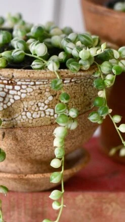 Variegated String Of Pearls -Verdant Haven Sales Store 98bb8d ed7cb9179e9b4fa4b3287b136d900ae3 mv2