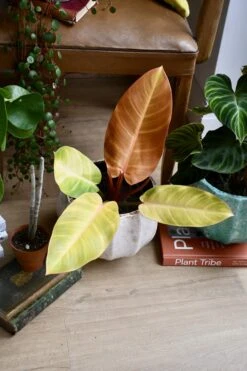 Philodendron Prince Of Orange 5 Philodendron Prince Of Orange -Verdant Haven Sales Store 98bb8d edae0f930a7b41fab25639254e656e43 mv2