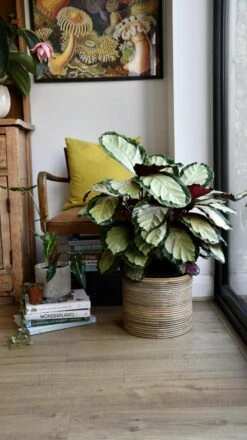 XL Calathea Rosea-picta Silvia -Verdant Haven Sales Store 98bb8d ef30fe6c12c8484590a855a72c01eed7 mv2
