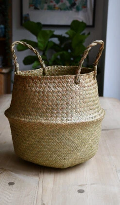 Rubber Plant Or Ficus Elastica, Robusta Abidjan -Verdant Haven Sales Store 98bb8d ef9be3e080b445499af19092f510030d mv2 2a15009a 484d 4dfe b721 73866f624ba9