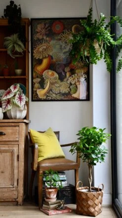 Ficus Microcarpa (Chinese Banyan Tree) -Verdant Haven Sales Store 98bb8d f1464dd9772d49e69cabd7c55bd66089 mv2 565c7778 3f52 4679 a4f3 1d733744f3c4