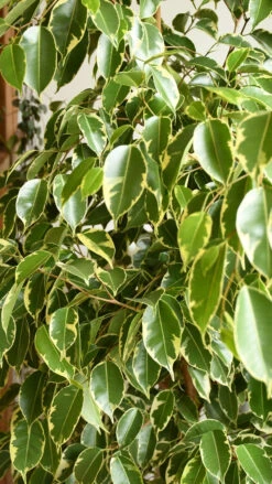 Ficus Golden King | Ficus Benjamina | Ficus Benjamina Golden King -Verdant Haven Sales Store 98bb8d f1c555f49bd5408886042163d48732e6 mv2