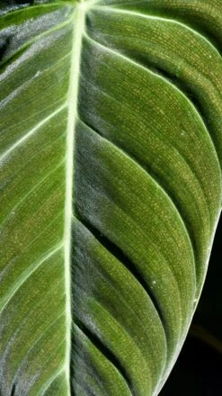 Philodendron Melanochrysum -Verdant Haven Sales Store 98bb8d f220544793ca4c72bdb5e91818671ebb mv2 124d5777 27b1 46c0 ab19 1877ee77b654